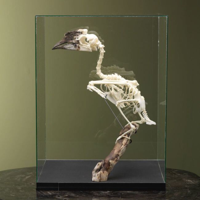4122 Trompetneushoornvogel V Skelet